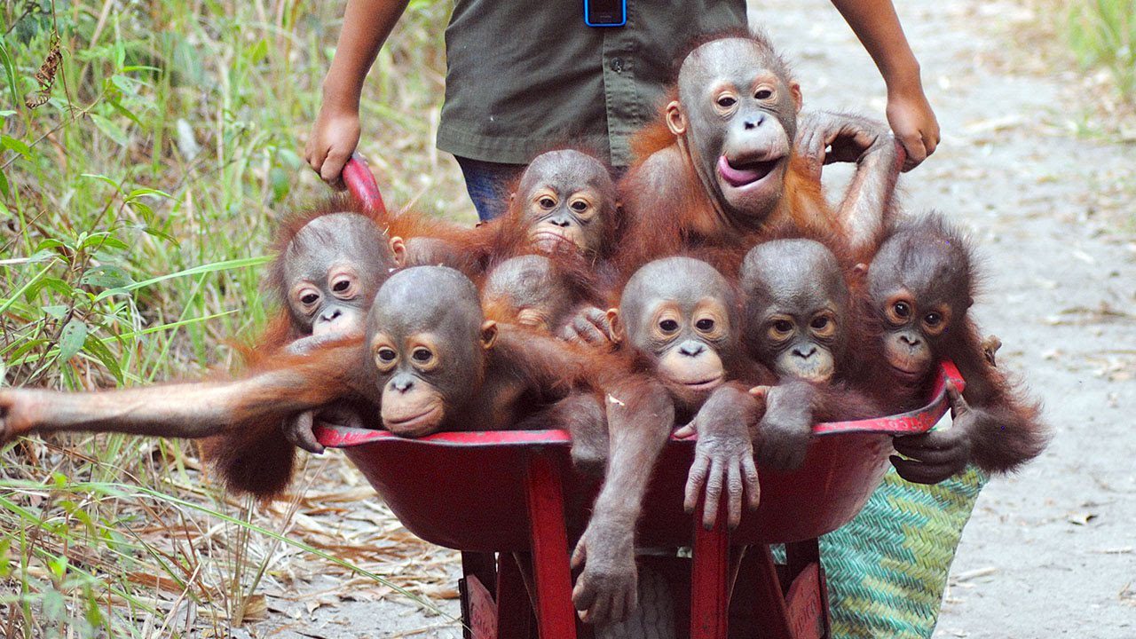 rescuing-orangutan-babies