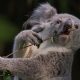 Красивые картинки коалы на рабочий стол (35 фото)