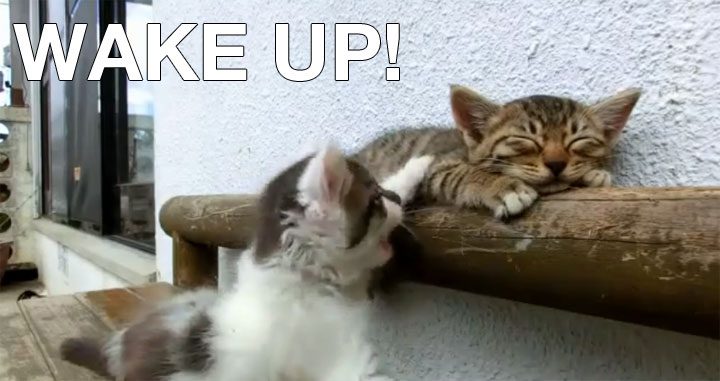 cat_wakes_up_cat