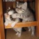 Картинки про кошек и котят прикольные (35 фото)