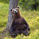 Смешные картинки с медведями (35 фото)