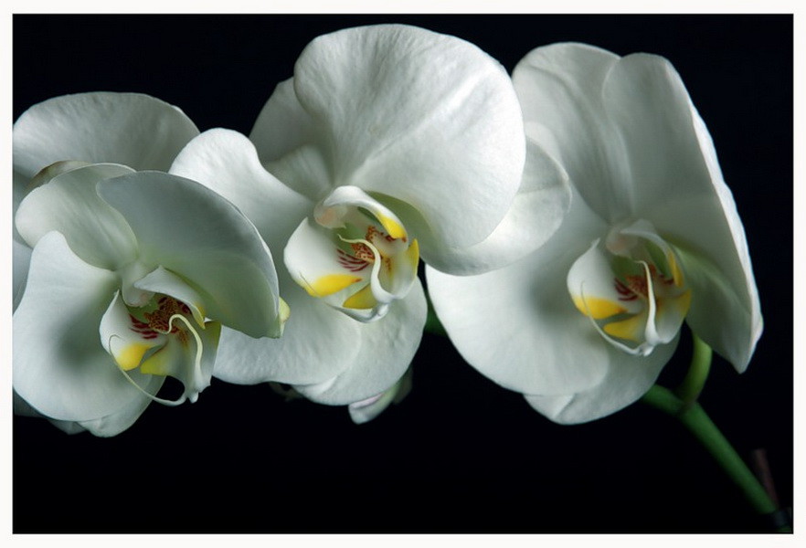 Орхидея - цветок невероятной красоты! орхидея, фото, цветы