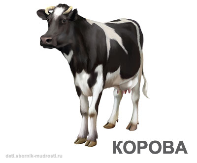 корова - домашние животные