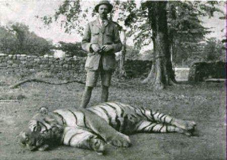 известный тигр в мире чампаватская тигрица