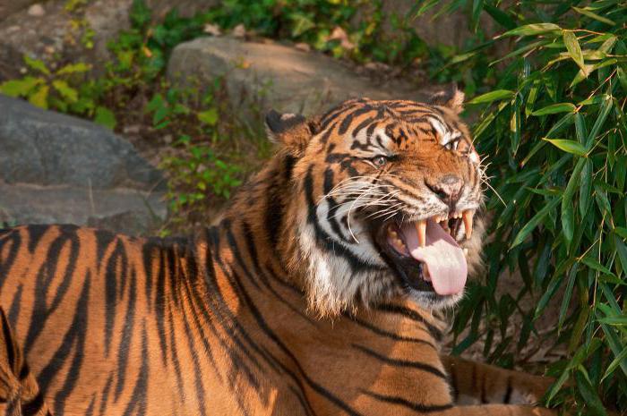 чампаватская тигрица убившая 436 человек