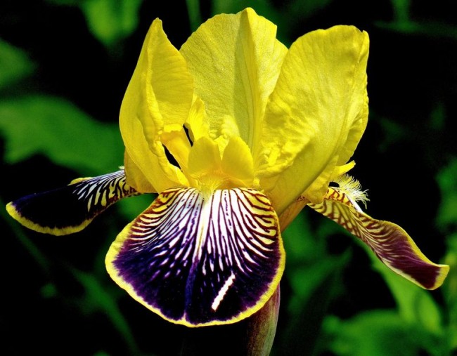 Ирис с светло-желтой верхней долей околоцветника