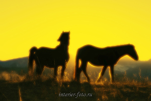 Яркие фотографии Лошади Алтая