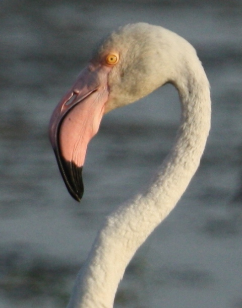 фламинго птица фото