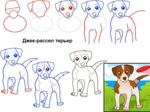 Как нарисовать собаку Джек-рассел