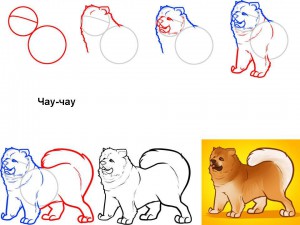 Как нарисовать собаку Чау-чау