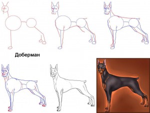 Как нарисовать собаку Доберман
