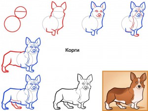 Как нарисовать собаку Корги
