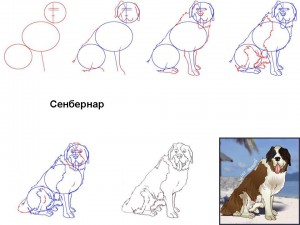 Как нарисовать собаку Сенбернар