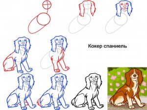 Как нарисовать собаку Спаниель