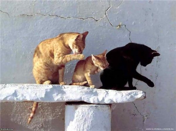 Картинки рыжие коты и кошки