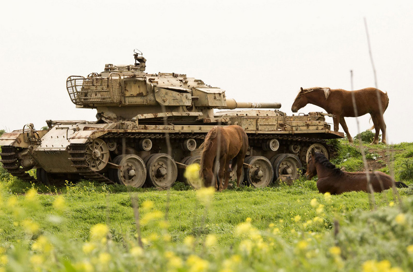 лошади пасутся возле танка, фото