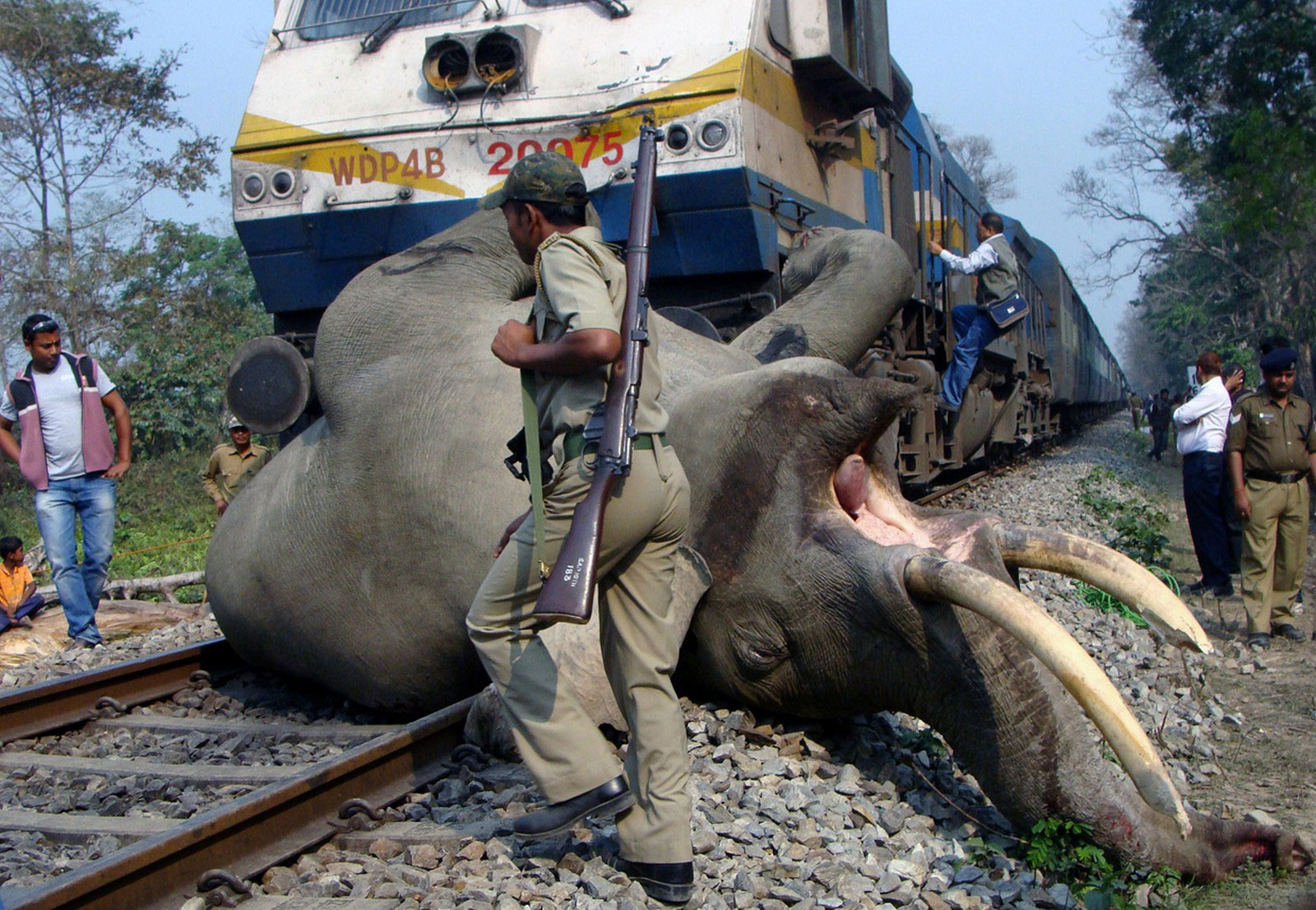 слона сбил поездо