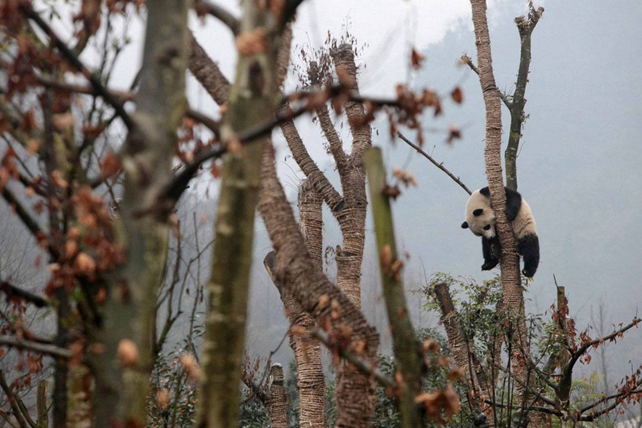 Гигантская панда, фото