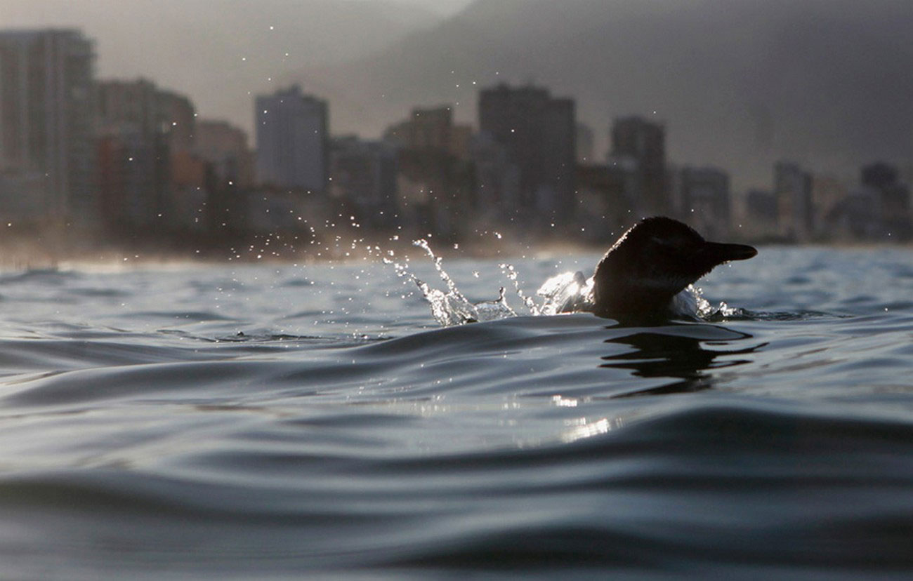 пингвин на пляже Бразилии, фото