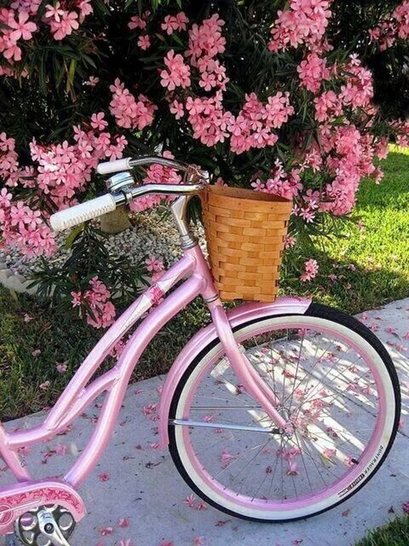 Розовый велосипед на фоне розовых цветущих кустов 