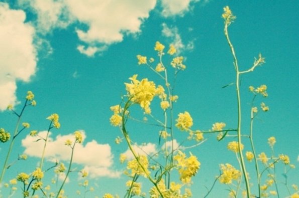 желтые цветы и голубое небо, белые облака