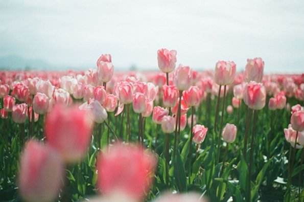 розовые тюльпаны растут на клумбе