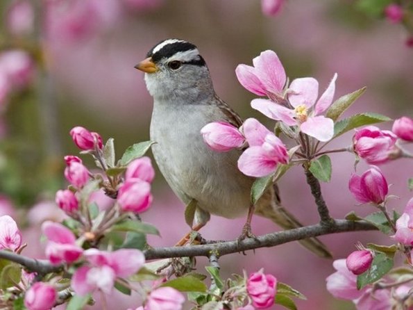 птичка поет на цветущей ветви дерева