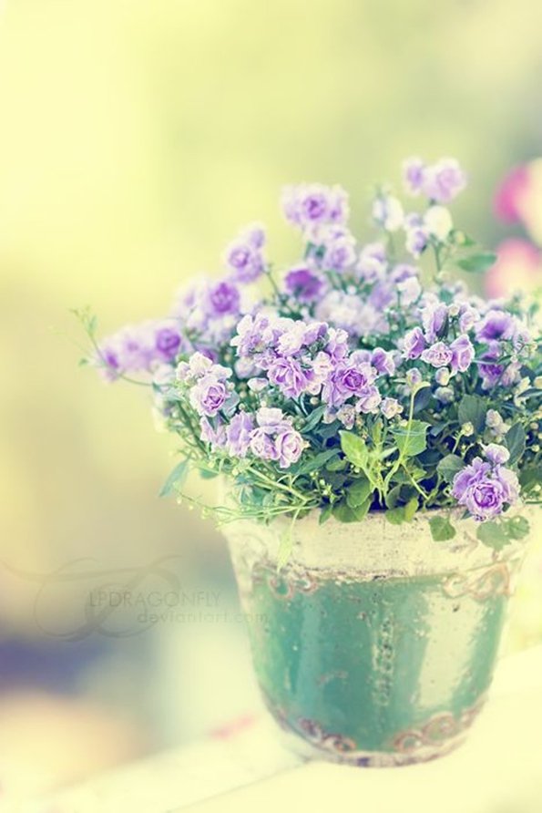волшебный букет фиолетовых полевых цветов