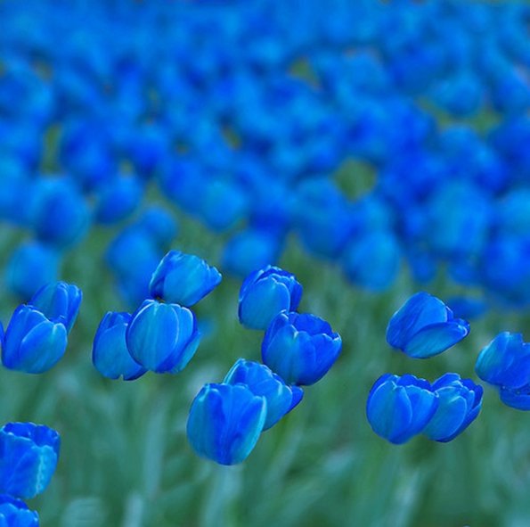 тюльпаны сказочного синего цвета индиго