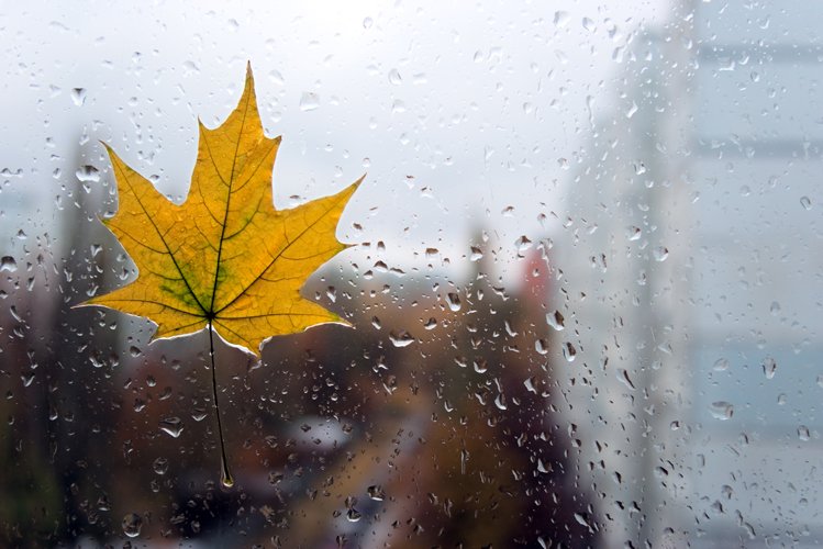 капли дождя на стекле, желтые листья на окне
