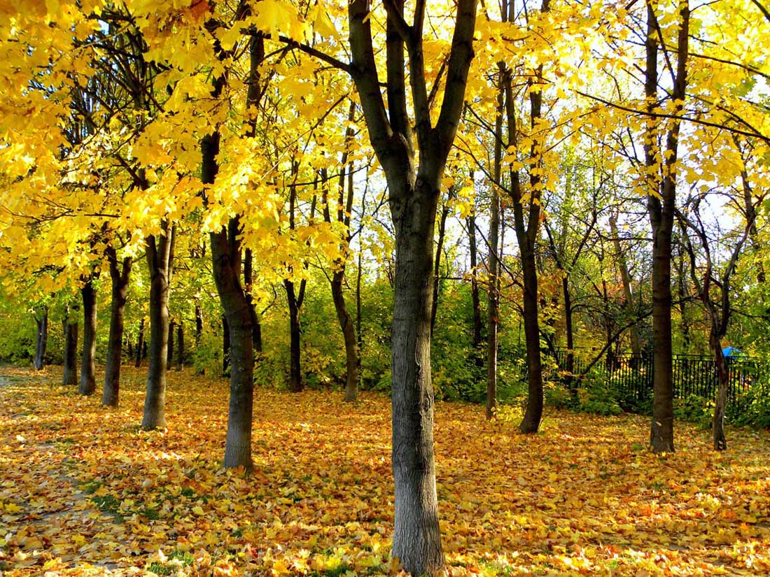 осенний лес, золотая осень