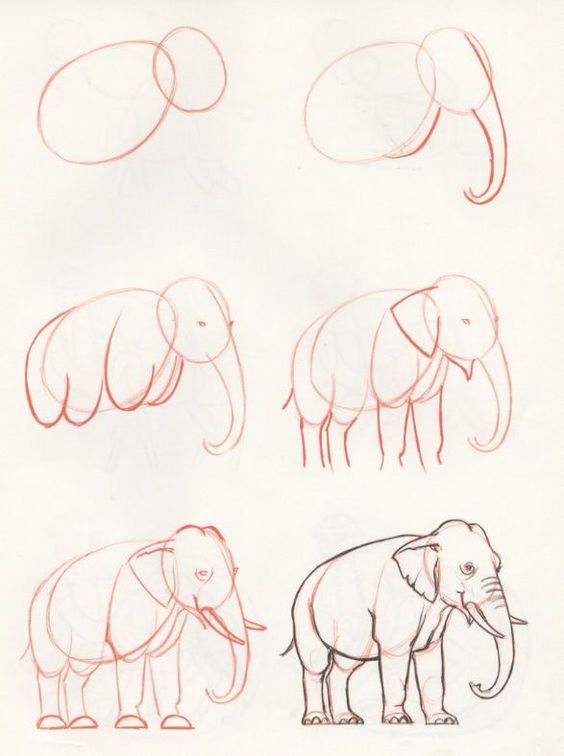 Рисунки карандашом для начинающих: животные 