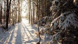 Превью обои лес, снег, зима
