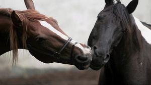 Превью обои лошади, поцелуй, пара, разные, расцветка