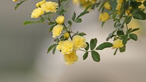 Превью обои розы, желтые, кустовые, ветка, размытость