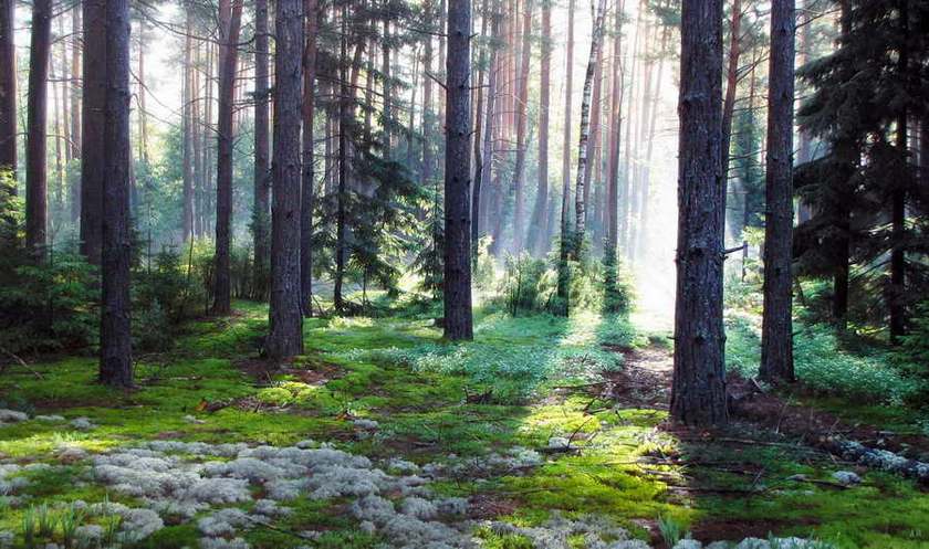 Художник Игнатьев Александр