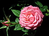Розовая роза | Фото