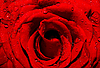 Темно-красная роза с каплями воды | Фото