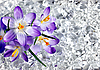 Крокусы, цветы во льду | Фото