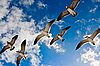 Чайки летают в воздухе | Фото