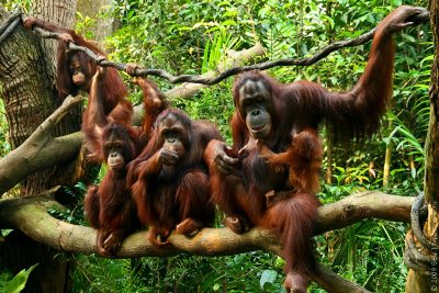 Семья орангутангов