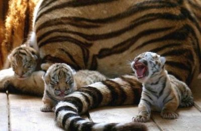 Новорожденный тигренок2