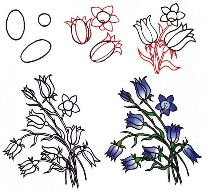 Как нарисовать цветок - Колокольчики, фото