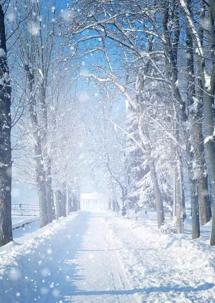 Красивый зимний пейзаж со снегом покрыл деревья — стоковое фото