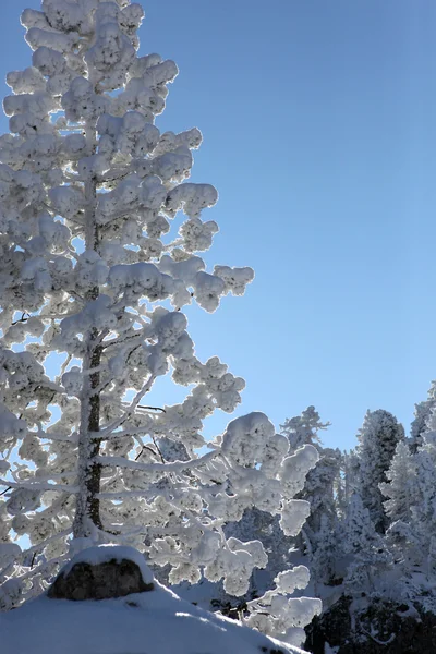Снега Ладена дерево — стоковое фото
