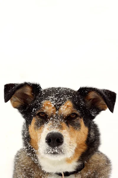 Портрет немецкой овчарки в снегу — стоковое фото