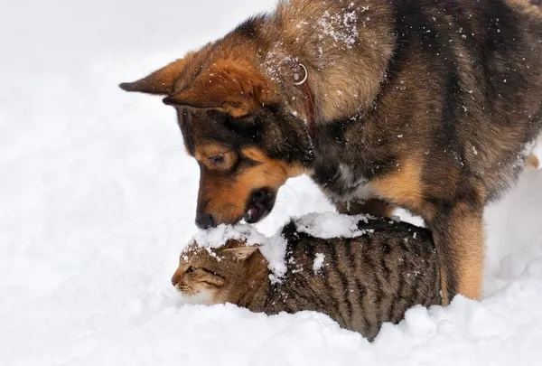 Собака и кошка, играя в снегу — стоковое фото