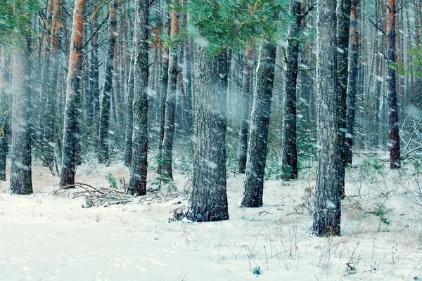 Первый снег в сосновом лесу — стоковое фото