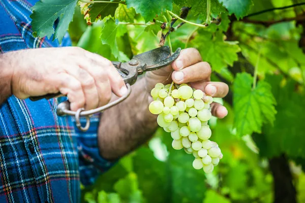 Взрослый мужчина, сбора урожая винограда в винограднике — стоковое фото