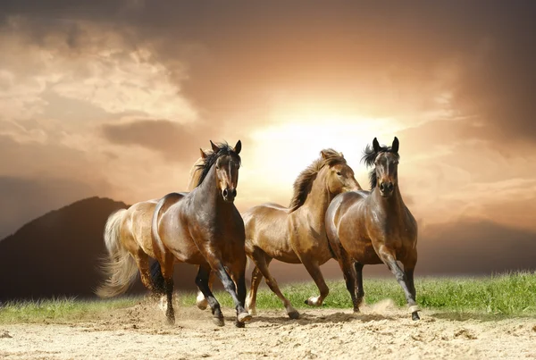 Запуск лошадей — стоковое фото